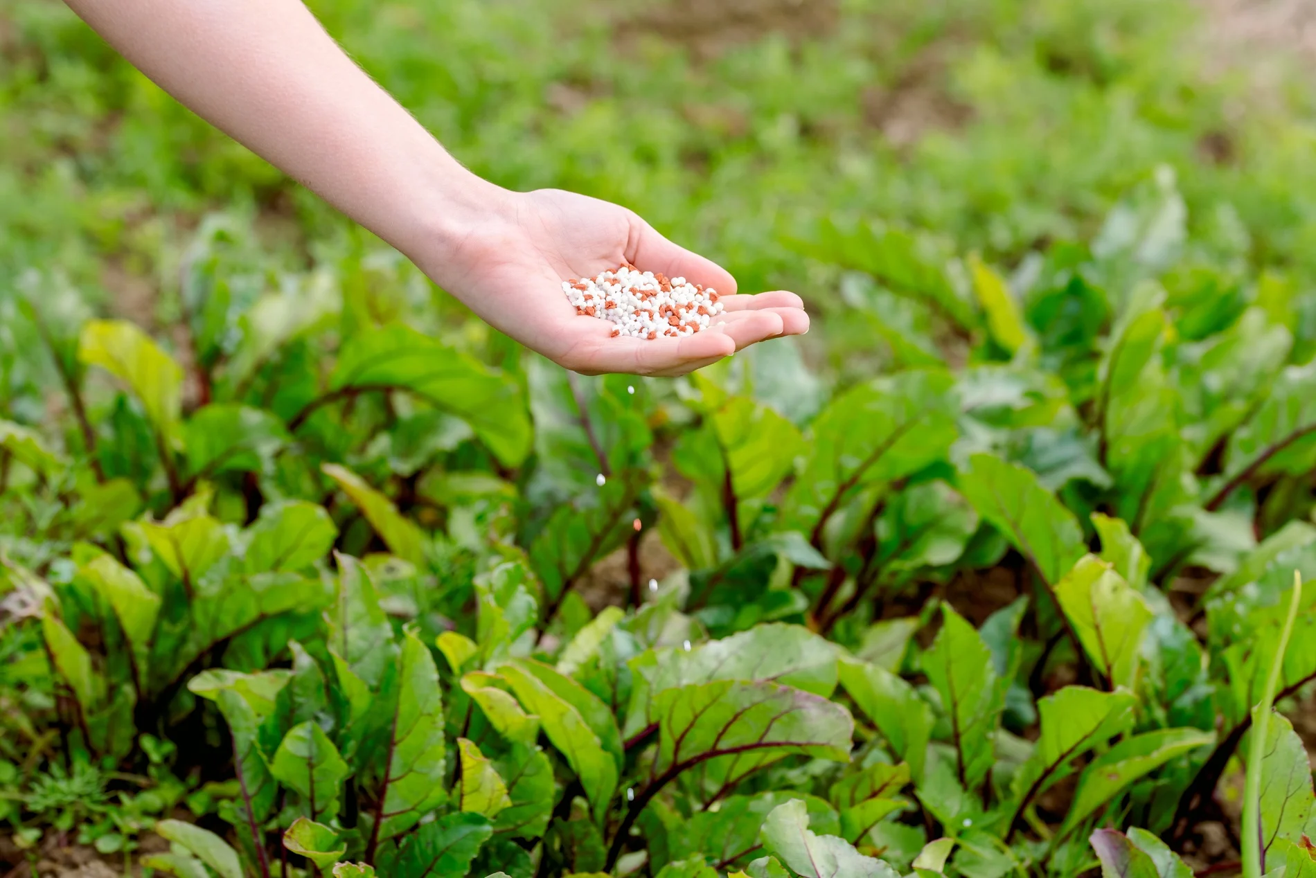 Fertilizers